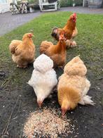Kuikens cochin krielkippen, Vrouwelijk, Kip