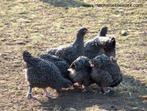 Mechelse Koekoek kippen., Dieren en Toebehoren, Pluimvee, Vrouwelijk, Kip