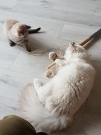Prachtige Sibeer x Ragdoll kater, Dieren en Toebehoren, Katten en Kittens | Raskatten | Langhaar, Kater, Gechipt