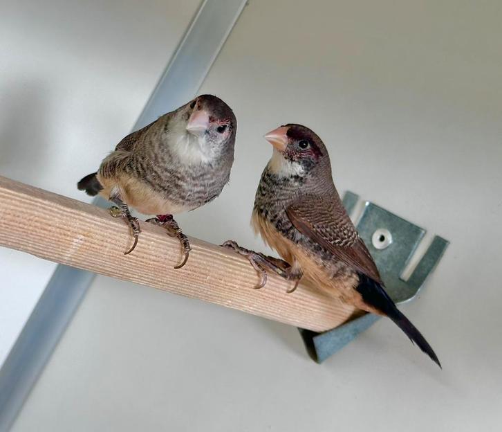 Bichenow x sint helena fazantje, Dieren en Toebehoren, Vogels | Overige Vogels, Meerdere dieren