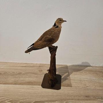 Opgezette duif opgezet taxidermie taxidermy geprepareerd  beschikbaar voor biedingen