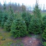 Partij kerstbomen Picea Omorika. 150/225cm., Tuin en Terras, Ophalen