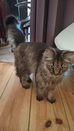 Ragdoll x Noose Boskat, Poes, Gechipt, 0 tot 2 jaar