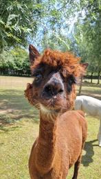 Drachtige alpaca merrie, Mei, Vrouwelijk