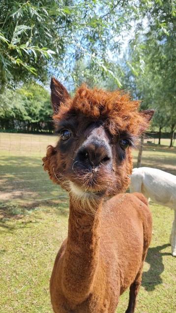 Drachtige alpaca merrie beschikbaar voor biedingen
