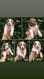 5 knappe pups!, Dieren en Toebehoren, Honden | Herdershonden en Veedrijvers, 8 tot 15 weken, Collie, Geslacht onbekend, Meerdere