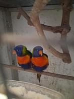 2 jonge lori   van de blauwe bergen, Dieren en Toebehoren, Meerdere dieren, Papegaai