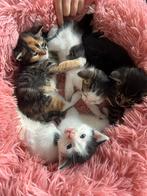 Nestje van 6 kittens (1/2 Ragdoll moeder), Dieren en Toebehoren, Katten en Kittens | Raskatten | Korthaar, Meerdere dieren, Ontwormd