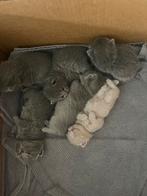 Raszuivere Brits korthaar kittens met stamboom ouders!, Dieren en Toebehoren, Katten en Kittens | Raskatten | Korthaar, Meerdere dieren