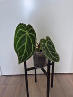 Anthurium crystallinum - Zeldzame kamerplant, Overige soorten, In pot, Minder dan 100 cm, Groene kamerplant