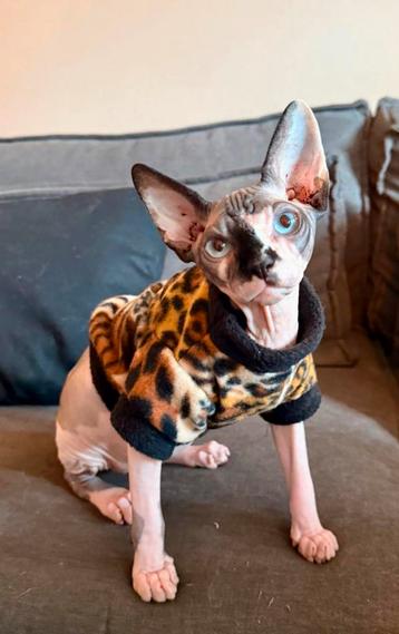 Warme trui kattenkleding Sphynx kat kitten Rex Poes Handmade beschikbaar voor biedingen