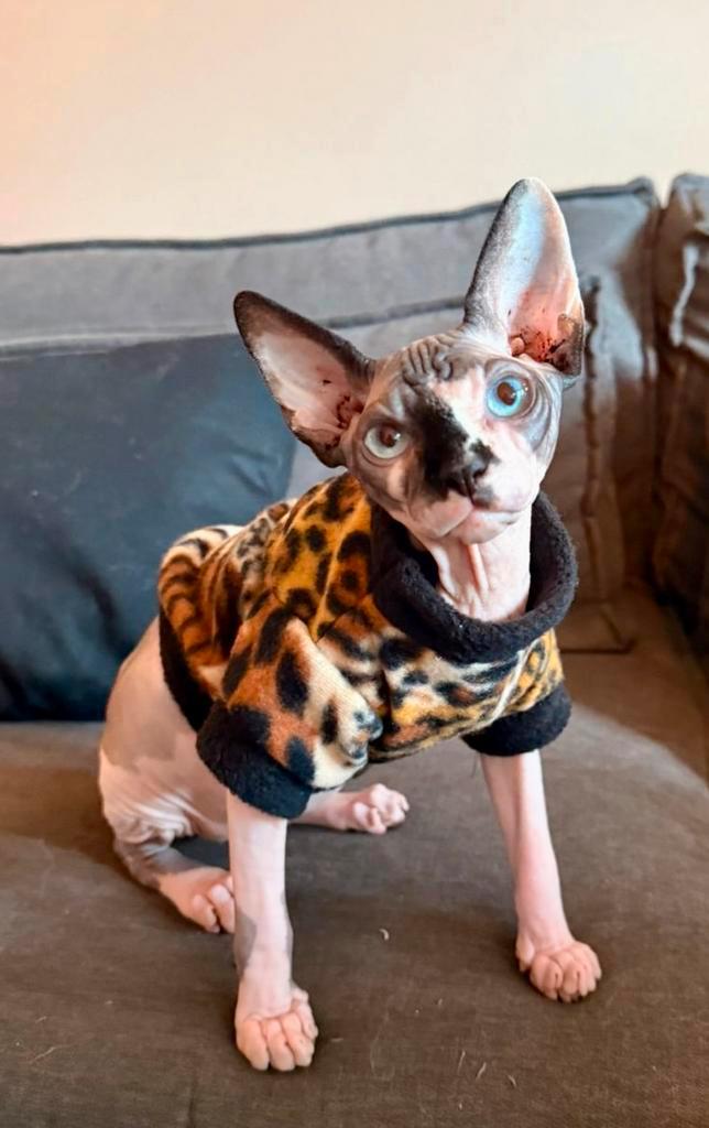 Warme trui kattenkleding Sphynx kat kitten Rex Poes Handmade, Dieren en Toebehoren, Katten-accessoires, Nieuw, Ophalen of Verzenden