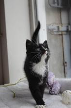 Super lieve en speelse kitten!, Poes, Kortharig, 0 tot 2 jaar