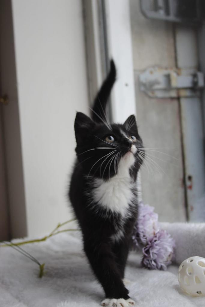 Super lieve en speelse kitten!, Dieren en Toebehoren, Katten en Kittens | Overige Katten, Kortharig, Poes, 0 tot 2 jaar