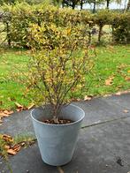 Granaatappel boompje, Overige soorten, Minder dan 100 cm, Zomer, Ophalen