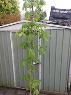 Kastanje plant baumannii, Volle zon, Minder dan 100 cm, Ophalen, Overige soorten