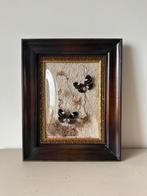 Euploea Diocletianus vlinders, Minder dan 50 cm, Ophalen of Verzenden, Zo goed als nieuw, Minder dan 50 cm