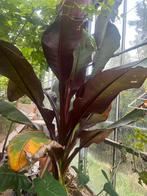 Ensete ventricosum 'Maurelii' - Rode Bananenplant, Volle zon, Vaste plant, Bloeit niet, Ophalen