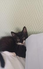 Schattig mooie baby's, Meerdere dieren, Kortharig, 0 tot 2 jaar