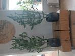 2 grote cactussen, Huis en Inrichting, Kamerplanten, Ophalen, 100 tot 150 cm, Cactus, Volle zon