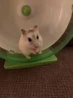 Opvang voor hamster/cavia/konijn/vogel