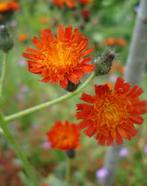 Havikskruid / Pilosella aurantiaca stekken inheems, Volle zon, Vaste plant, Zomer, Ophalen