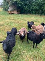 Te koop Ouessantschapen, Dieren en Toebehoren, Meerdere dieren, Schaap