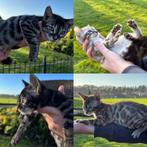 Prachtige bengaal Kittens/raskatten, Dieren en Toebehoren, Katten en Kittens | Raskatten | Korthaar, Poes, Ontwormd