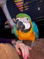 Blauwgele ara, Dieren en Toebehoren, Vogels | Parkieten en Papegaaien, Vrouwelijk, Papegaai