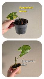 Stekjes! Kamerplanten, Ophalen of Verzenden, Halfschaduw, Minder dan 100 cm