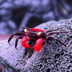 Red devil vampierkrab Geosesarma, Dieren en Toebehoren, Zoetwatervis, Kreeft, Krab of Garnaal