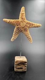 Zeester op sokkel driftwood Asterias Amurensis, Ophalen of Verzenden, Opgezet dier