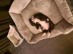 Puppy teef keeshond x bordercollie 15 weken, Dieren en Toebehoren, Rabiës (hondsdolheid), 15 weken tot 1 jaar, Teef, Eén hond