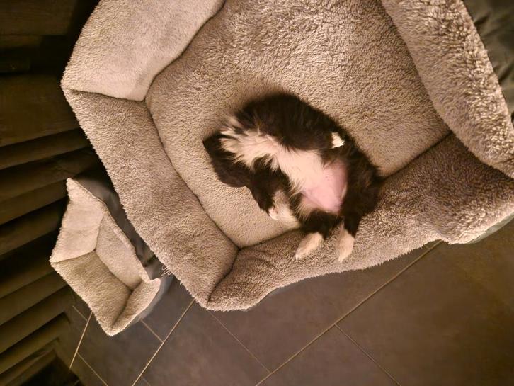 Puppy teef keeshond x bordercollie 15 weken, Dieren en Toebehoren, Honden | Niet-rashonden, Middel, Teef, Particulier, Eén hond