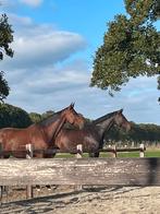Stalling aangeboden aan huis, Dieren en Toebehoren, Stalling, 1 paard of pony