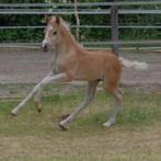 Haflinger Hengst veulen (Maceo x Nassau)met sport potentie, Dieren en Toebehoren, Paarden, Hengst, Minder dan 160 cm, 0 tot 2 jaar