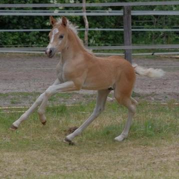 Haflinger Hengst veulen (Maceo x Nassau)met sport potentie  beschikbaar voor biedingen
