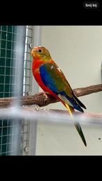 Turquosine opaline roodbuik man sep ‘25, Dieren en Toebehoren, Vogels | Parkieten en Papegaaien, Mannelijk, Parkiet