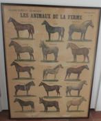 antieke affiche verschillende paardenrassen Paris, Antiek en Kunst, Ophalen, Natuur en Biologie