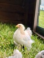 2 mooie Cochin kriel hanen, Dieren en Toebehoren, Mannelijk, Kip