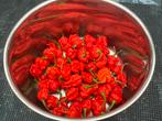 Carolina Reaper & Dragon's Breath Zaden, Verzenden