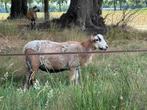 Maasduinen ruischaap ram, Dieren en Toebehoren, Schapen, Geiten en Varkens, Mannelijk, Schaap