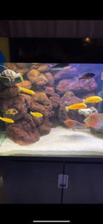 lava stenen aquarium, Ophalen, Zo goed als nieuw, Plant(en), Steen of Hout