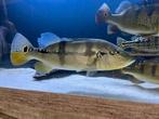 Cichla blue azul, Vis