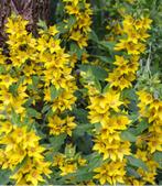 Gele Puntwederik - Lysimachia punctata, Tuin en Terras, Planten | Tuinplanten, Volle zon, Vaste plant, Zomer, Ophalen