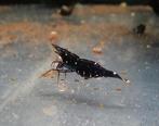 Sulawesi Black galaxy garnalen, Dieren en Toebehoren, Vissen | Aquariumvissen, Kreeft, Krab of Garnaal