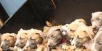 American Bully Pups Classic/XL  DBKC, Overige rassen, CDV (hondenziekte), 8 tot 15 weken, Meerdere