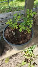 stek van de Campsis radicans = trompetbloem, Ophalen, Overige soorten, Volle zon