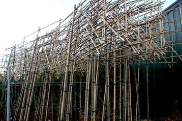 leilinde leibomen groenblijvende leibomen beschikbaar voor biedingen