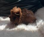 Super leuke peruvian en tessel beertjes, Dieren en Toebehoren, Knaagdieren, Cavia, Juli, Meerdere dieren, Tam